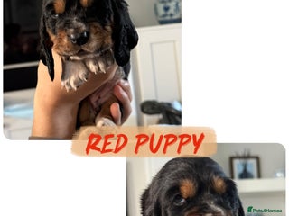 Basset Hound dogs - Advert 2