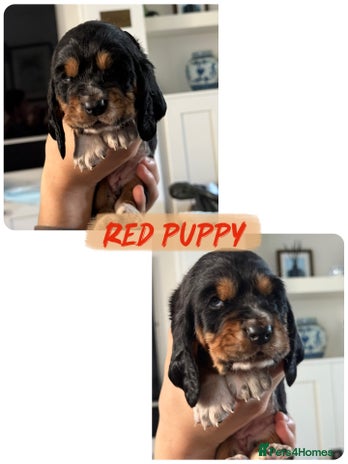 Basset Hound dogs - Advert 2