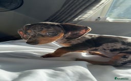 Mixed Breed dogs for sale: Rehoming - Please read the description  - Image 4