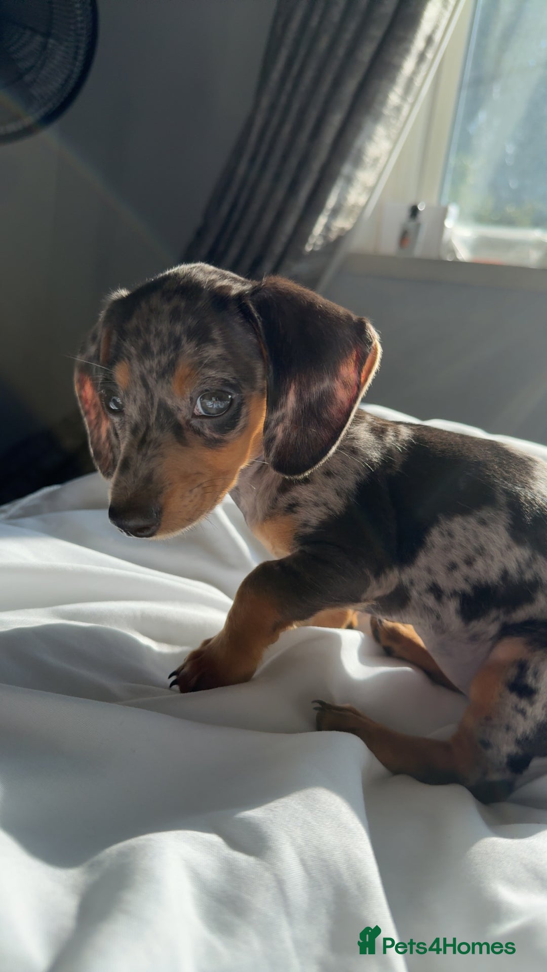 Mixed Breed dogs for sale: Rehoming - Please read the description  - Image 4