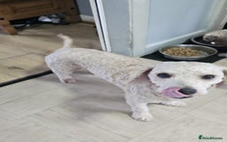 Cavapoochon dogs for sale: George 3 year old cavapoochon  - Image 4