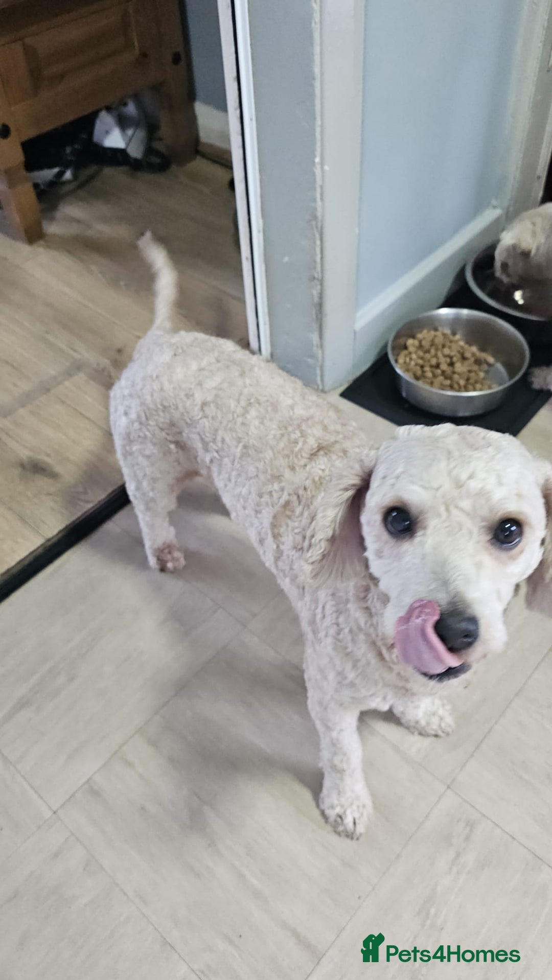 Cavapoochon dogs for sale: George 3 year old cavapoochon  - Image 4