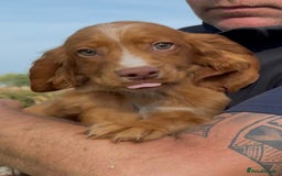 Cocker Spaniel dogs for sale: UNFORTUNATELY BACK FOR SALE DUE HEALTH CONDITIONS - Image 5