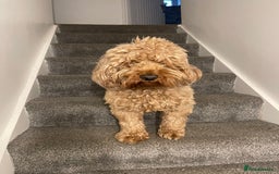 Cockapoo dogs for sale: Loving & Affectionate Dog for sale - Meet Teddy - Image 1