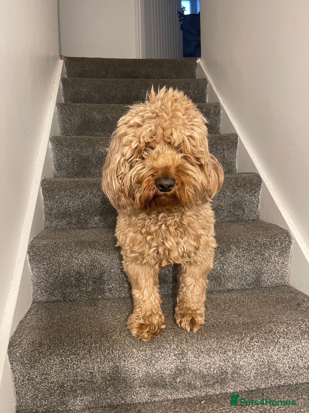Cockapoo dogs for sale: Loving & Affectionate Dog for sale - Meet Teddy - Image 1