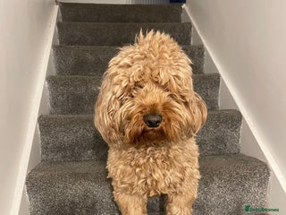 Cockapoo dogs - Advert 17