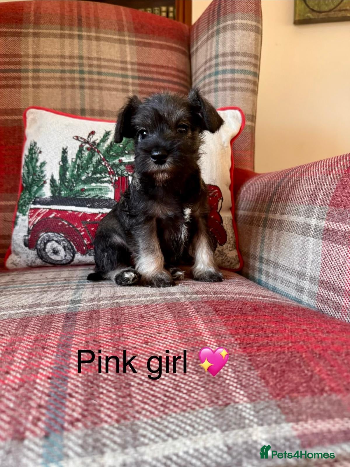 Miniature Schnauzer dogs KC Registered, Health Tested, puppies available  - Advert 2