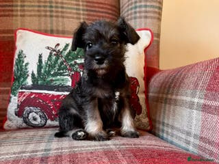 Miniature Schnauzer dogs KC Registered, Health Tested, puppies available - Advert 2
