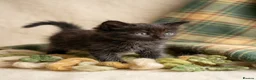 Mixed Breed cats for sale: Kittens  - Advert 4