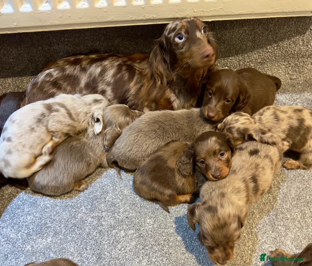 Miniature Dachshund dogs for sale: Long Hair Dachshund miniature Dapple - Advert 1