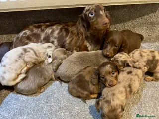 Miniature Dachshund dogs Long Hair Dachshund miniature Dapple - Advert 2