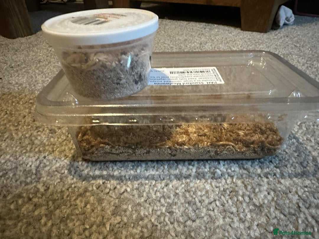 Gecko reptiles for sale: 3 year old leopard gecko  - Advert 4