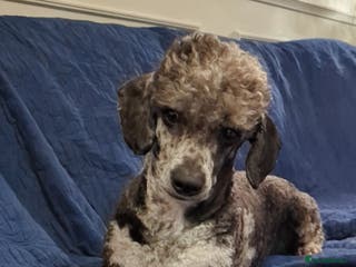 Miniature Poodle dogs Merle Miniature Poodle at Stud - Advert 5