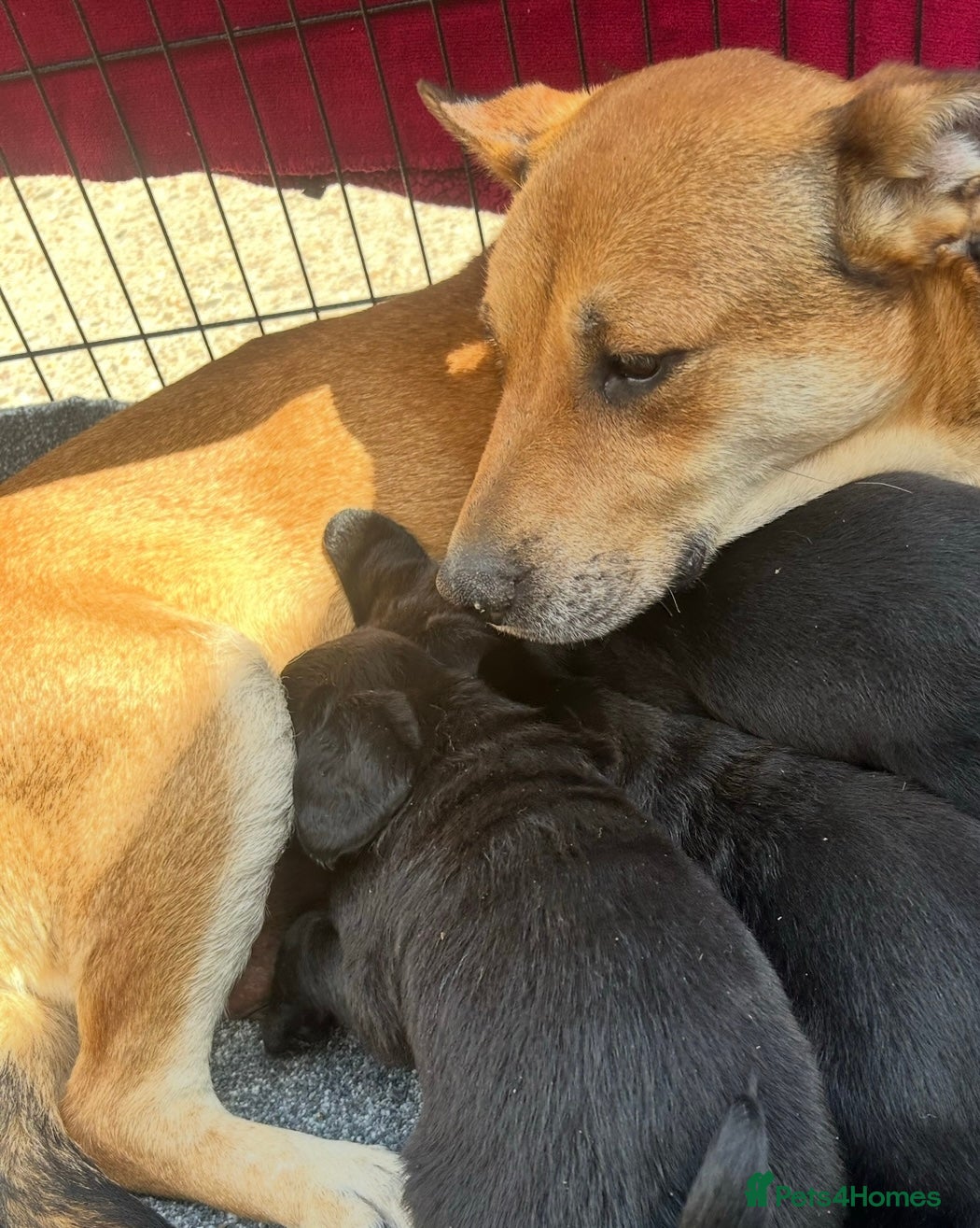 Labrador Retriever dogs Labrador x Labrador GS - Advert 2