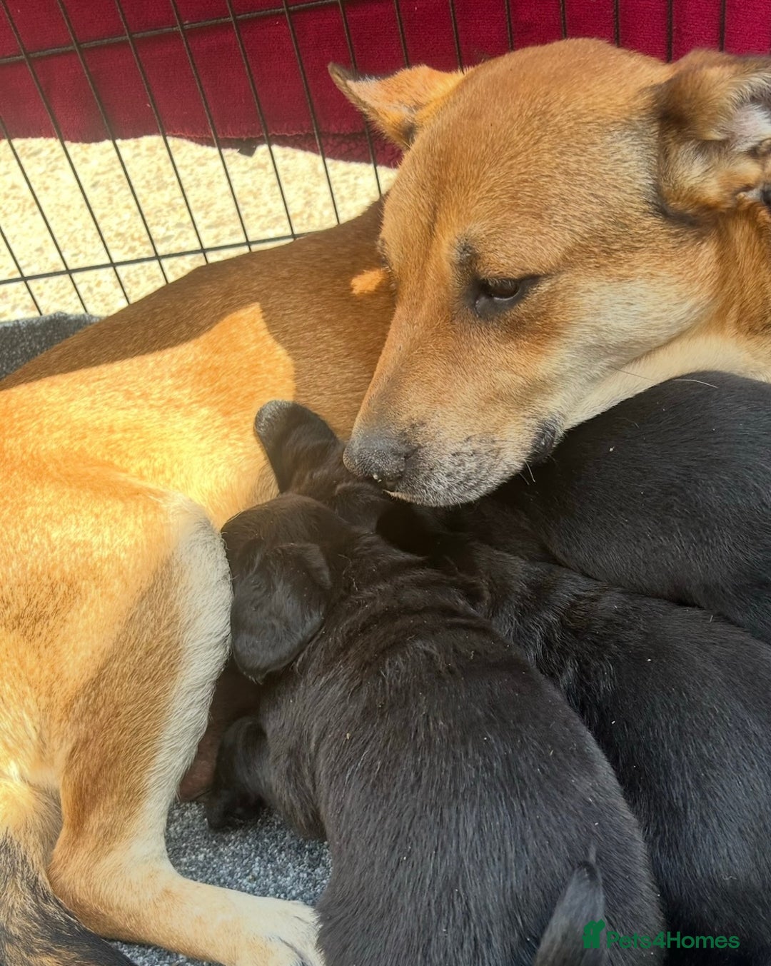 Labrador Retriever dogs for sale: Labrador x Labrador GS - Advert 1