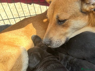 Labrador Retriever dogs Labrador x Labrador GS - Advert 1