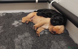 Labrador Retriever dogs for sale: KC Labrador puppies 5weeks old 3 boys  - Image 15