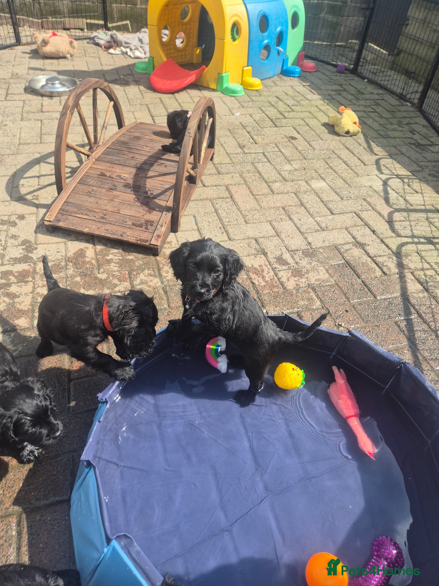 Cocker Spaniel dogs Working cocker pups  - Advert 2