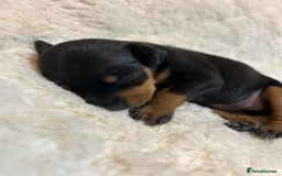 Miniature Pinscher dogs for sale: Gorgeous MinPin Puppies-Ready from 8th Dec! - Advert 6