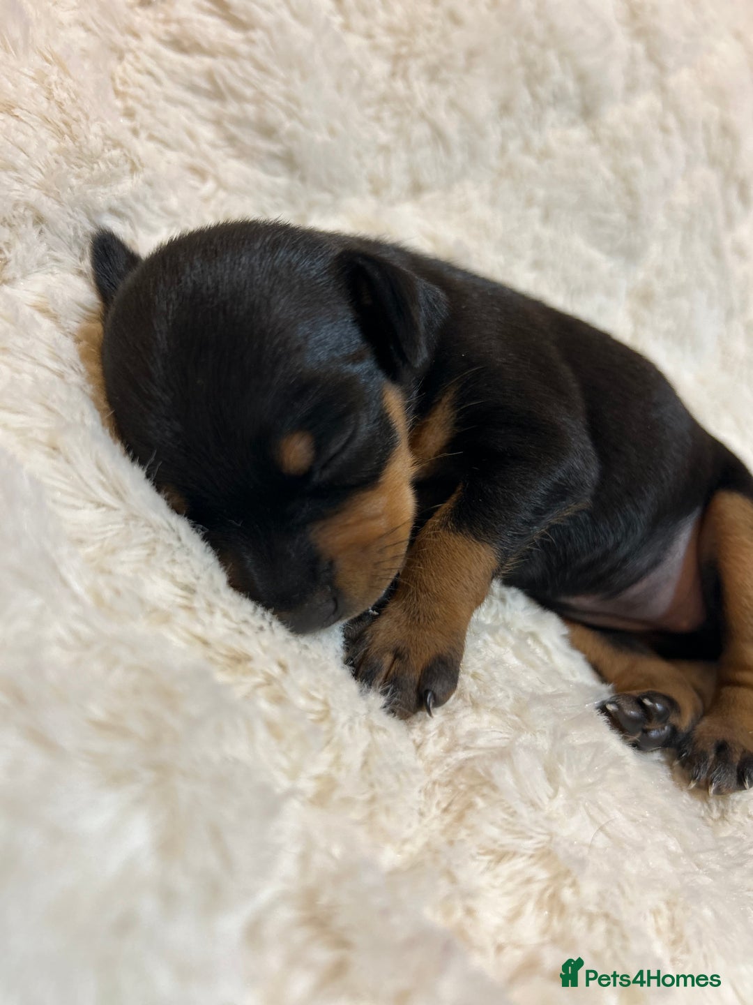 Miniature Pinscher dogs for sale: Gorgeous MinPin Puppies-Ready from 8th Dec! - Advert 6