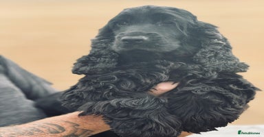 Cocker Spaniel dogs - Advert 2