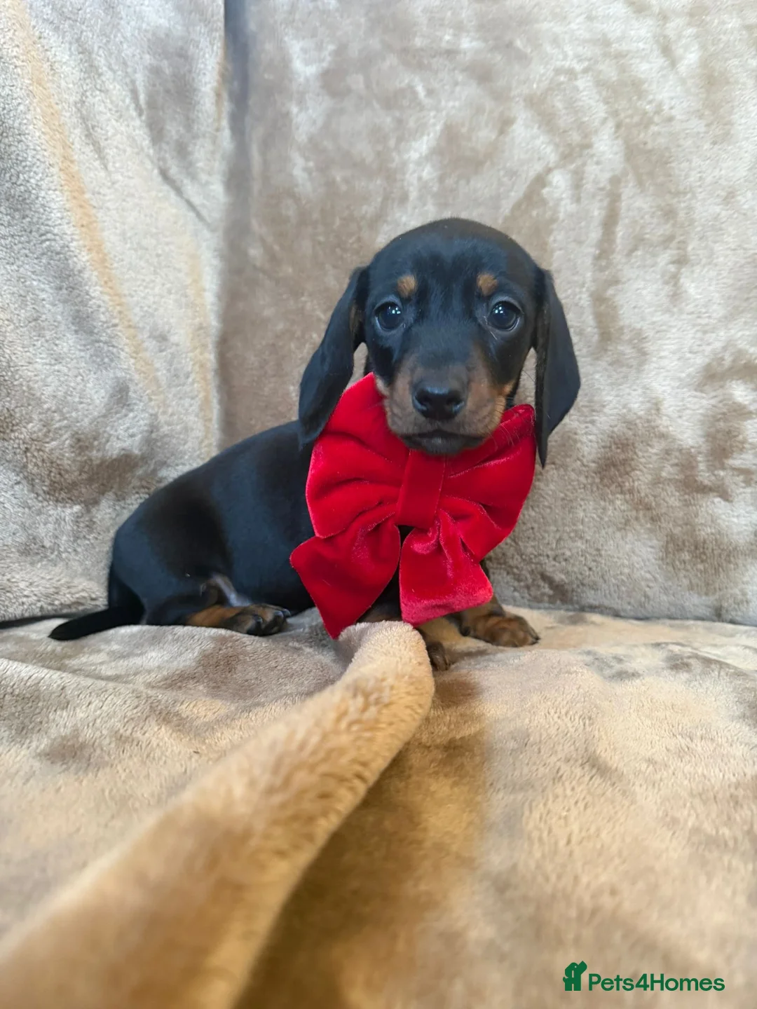 Miniature Dachshund dogs for sale: KC Reg TINY Miniatures from Kaninchen parents  - Advert 20