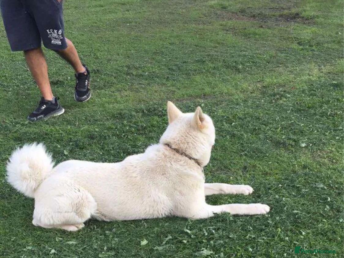 Akita dogs Pure White Akita -Loyal, Loving Family Dog & Stud - Advert 8