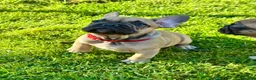 French Bulldog dogs for sale: 🔥Last 2boys French Bulldog ready to leave now🔥 - Advert 8