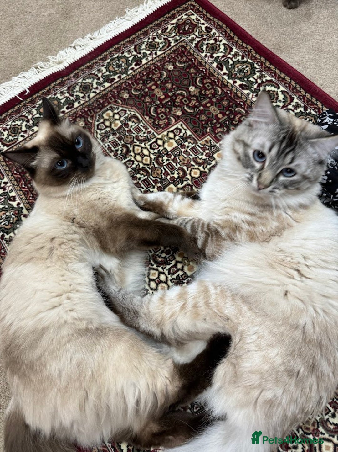 Ragdoll cats for sale: Lilo & Stitch - Rehoming Our Beloved Ragdoll Pair - Image 2