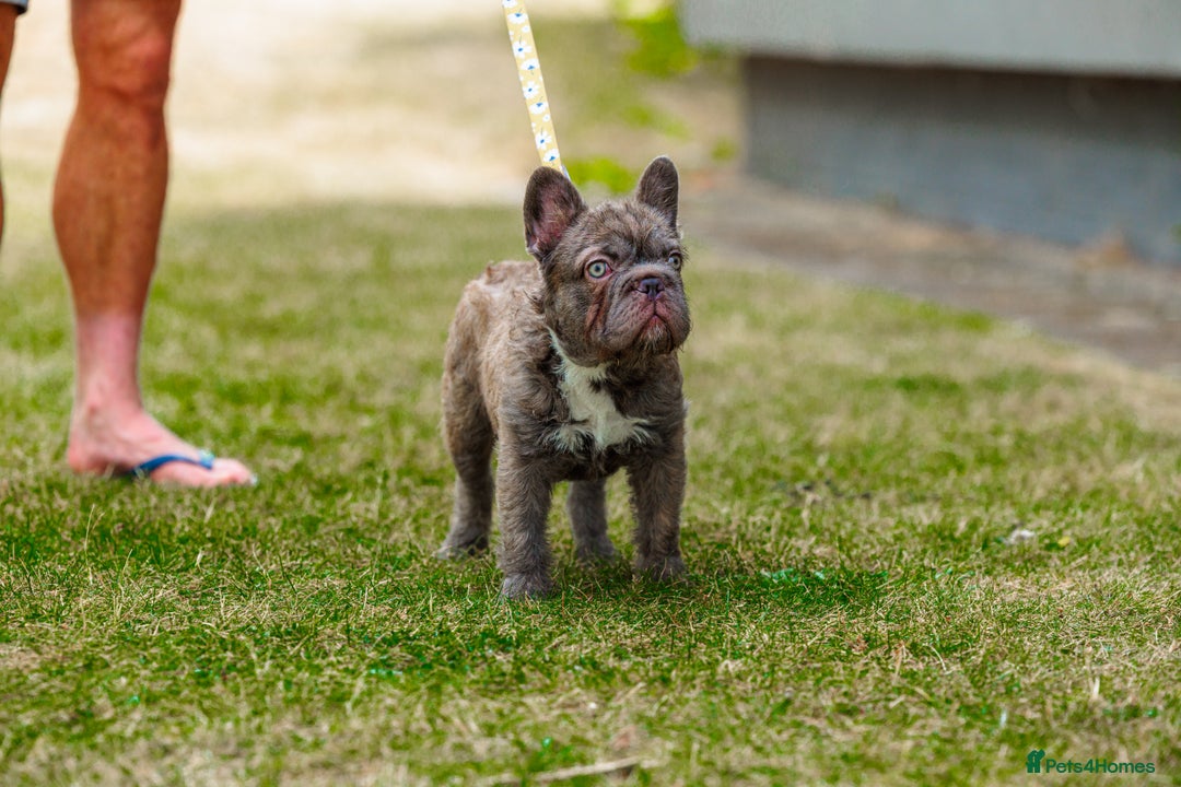 French Bulldog dogs for sale: 4 Female Frenchies  in London - Image 7