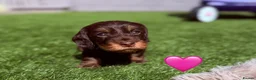 Dachshund dogs for sale: Wire-haired Dachshunds 🤎🐾 - Advert 3
