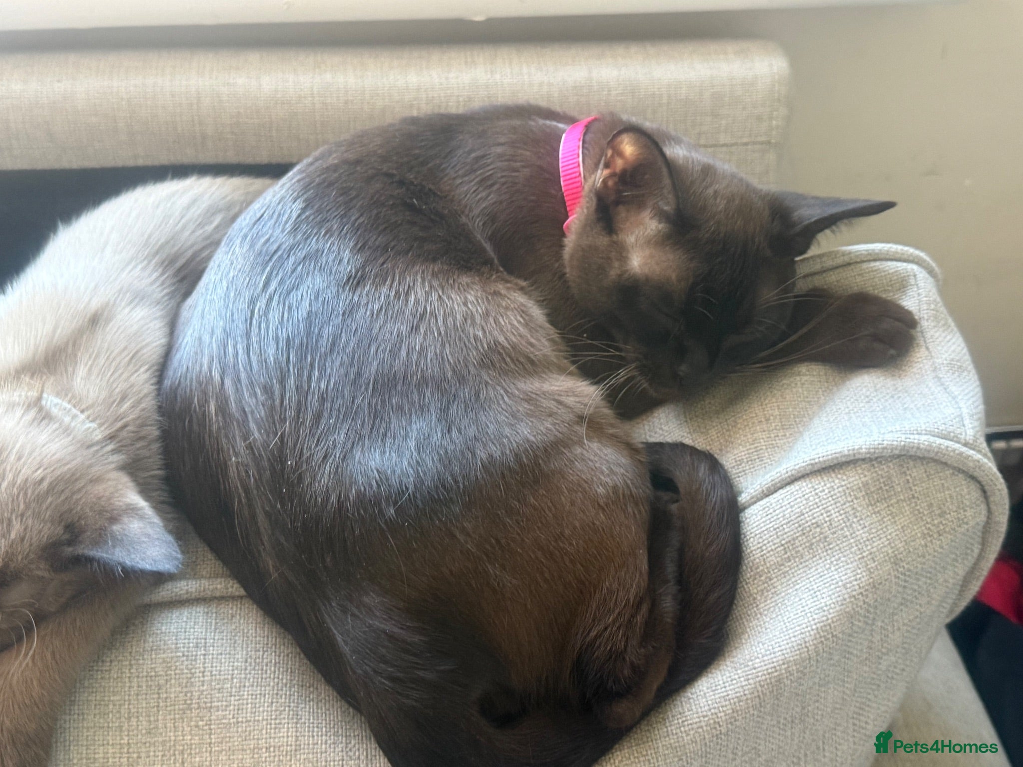 Burmese cats Beautiful Burmese cross kittens 2 left - Advert 10