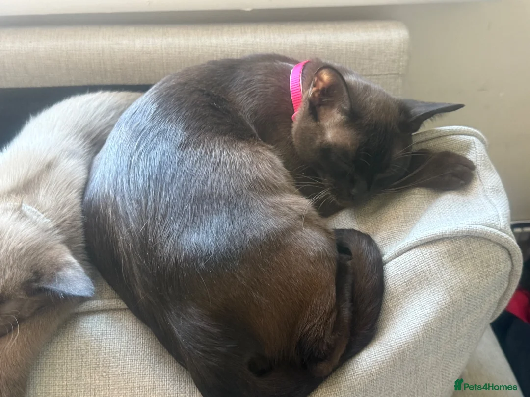 Burmese cats for sale: Beautiful Burmese cross kittens 2 left in Colchester - Advert 1