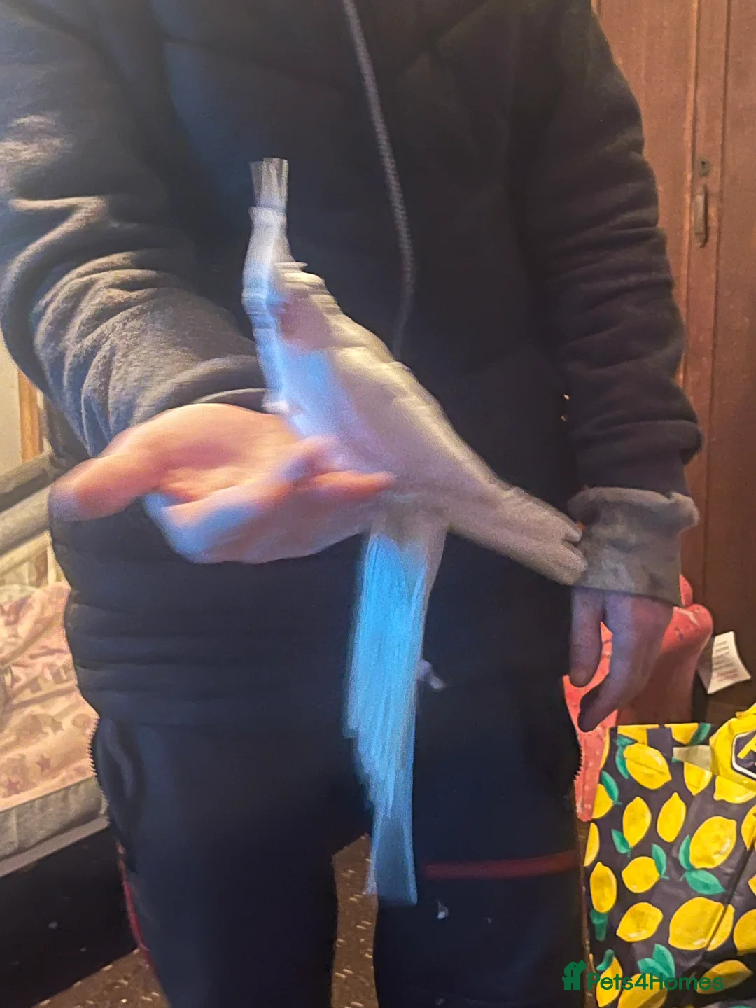 Cockatiels birds for sale: Hand tame cockatiels  - Advert 15