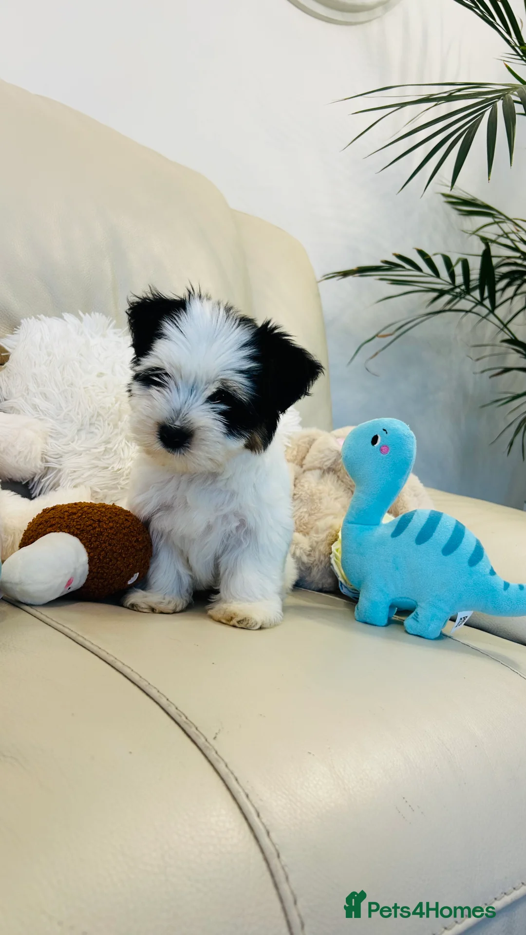 Biewer Terrier dogs for sale: 🩶🤍🐾🐶 Biewer-Biro Champion Heritage pups 🐶🤍🩶 in Chatteris - Advert 2