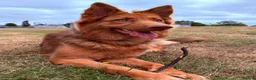 German Shepherd dogs for sale: Liver and tan German shepherd  - Advert 3