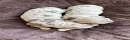 Miniature Dachshund dogs for sale: HEAD TURNING ISABELLA DAPPLE DACHSHUNDS  - Advert 9