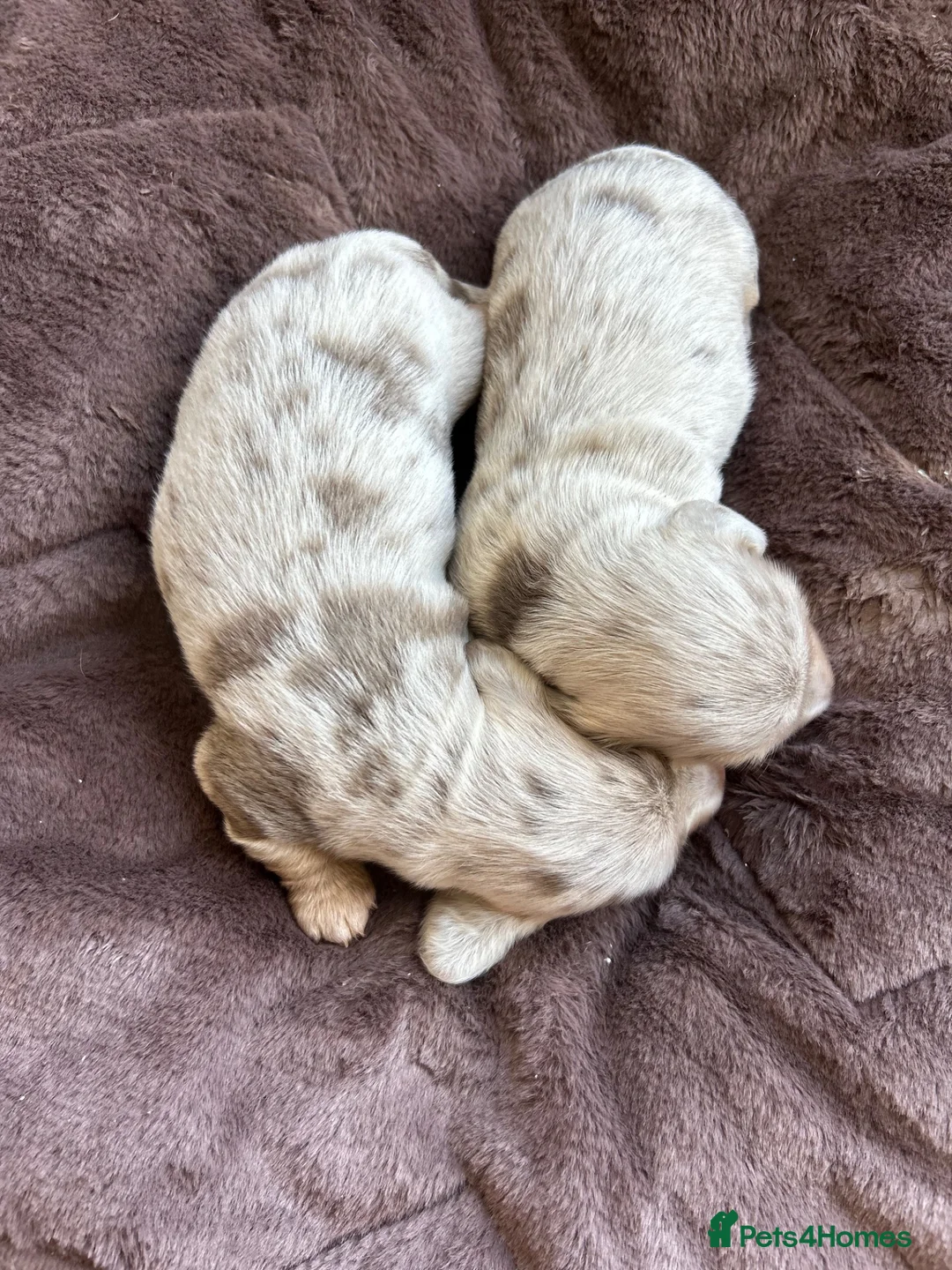 Miniature Dachshund dogs for sale: HEAD TURNING ISABELLA DAPPLE DACHSHUNDS  - Advert 9