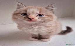 Persian cats for sale: ⭐️Beautiful Persian X Kittens⭐️ - Image 9