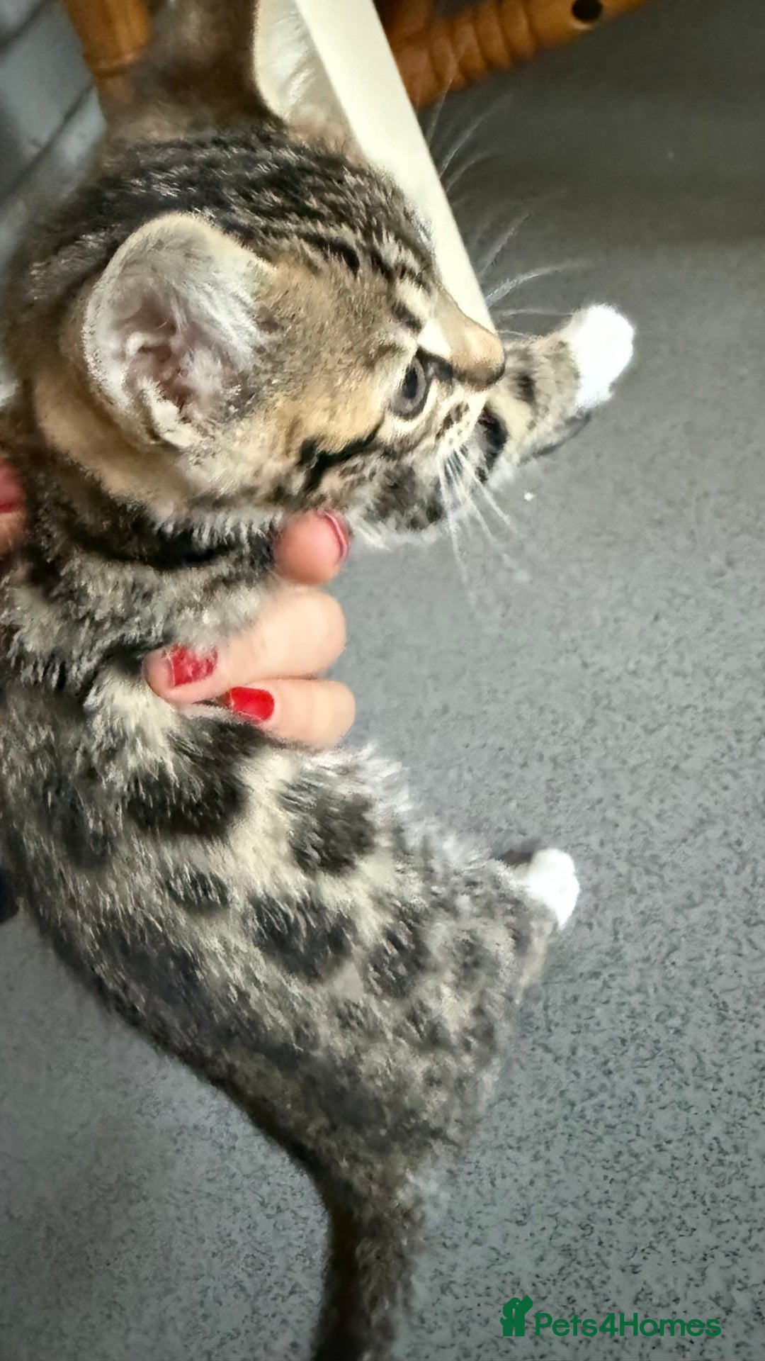 Mixed Breed cats for sale: Mixed bengal kittens - Advert 24