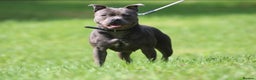 Staffordshire Bull Terrier dogs for sale: Adult Blue female - Advert 2