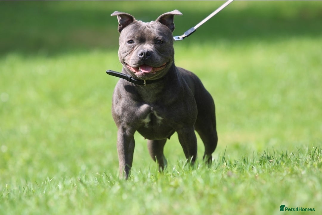 Staffordshire Bull Terrier dogs for sale: Adult Blue female - Advert 2