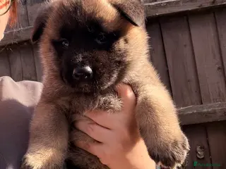 Akita dogs American Akita - Advert 3