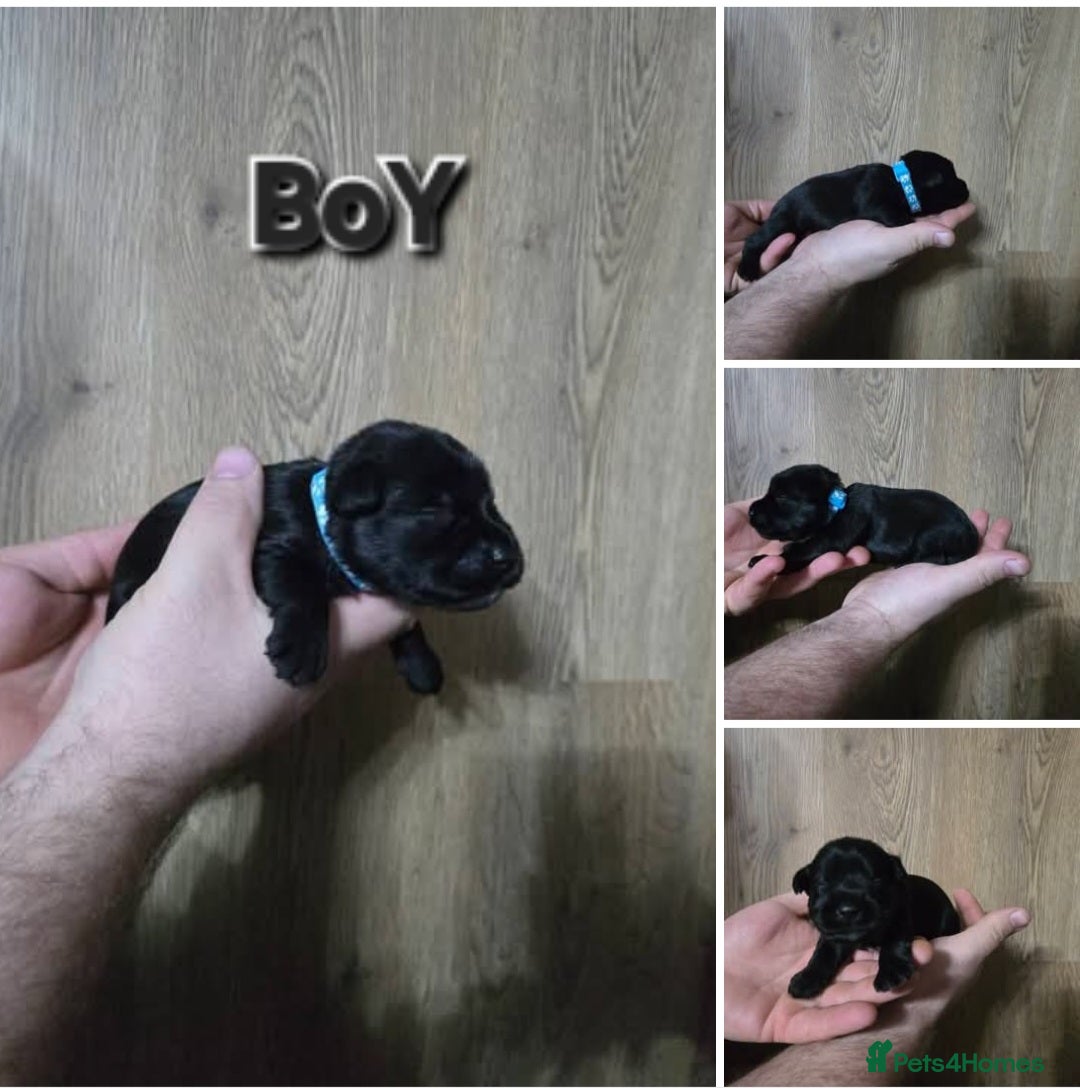 Miniature Schnauzer dogs for sale: 3 puppys left -KC - Miniature Schnauzer Puppies - Image 12