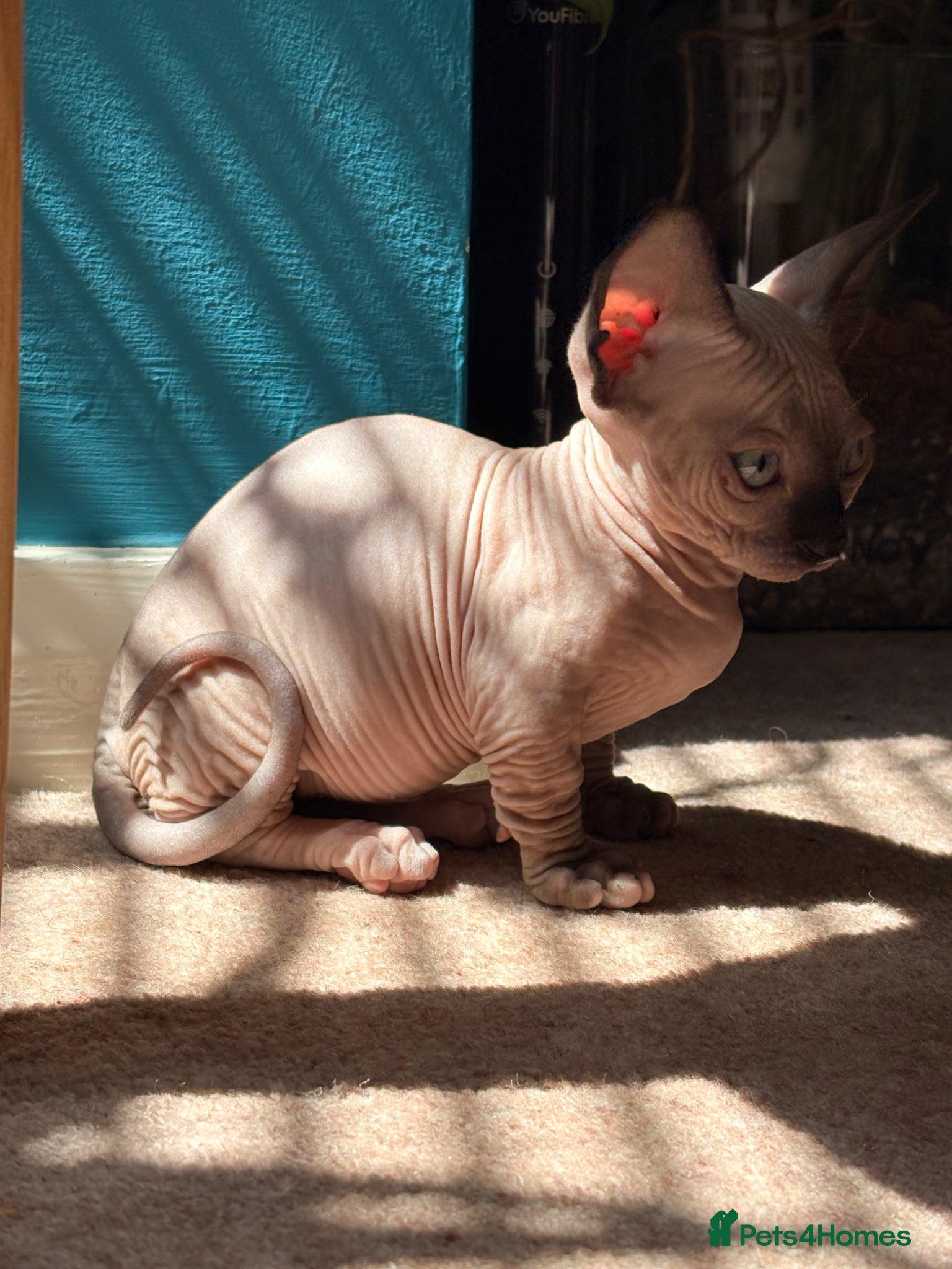 Sphynx cats for sale: Sphynx bambino kittens available 🐈‍⬛🐈 - Advert 16