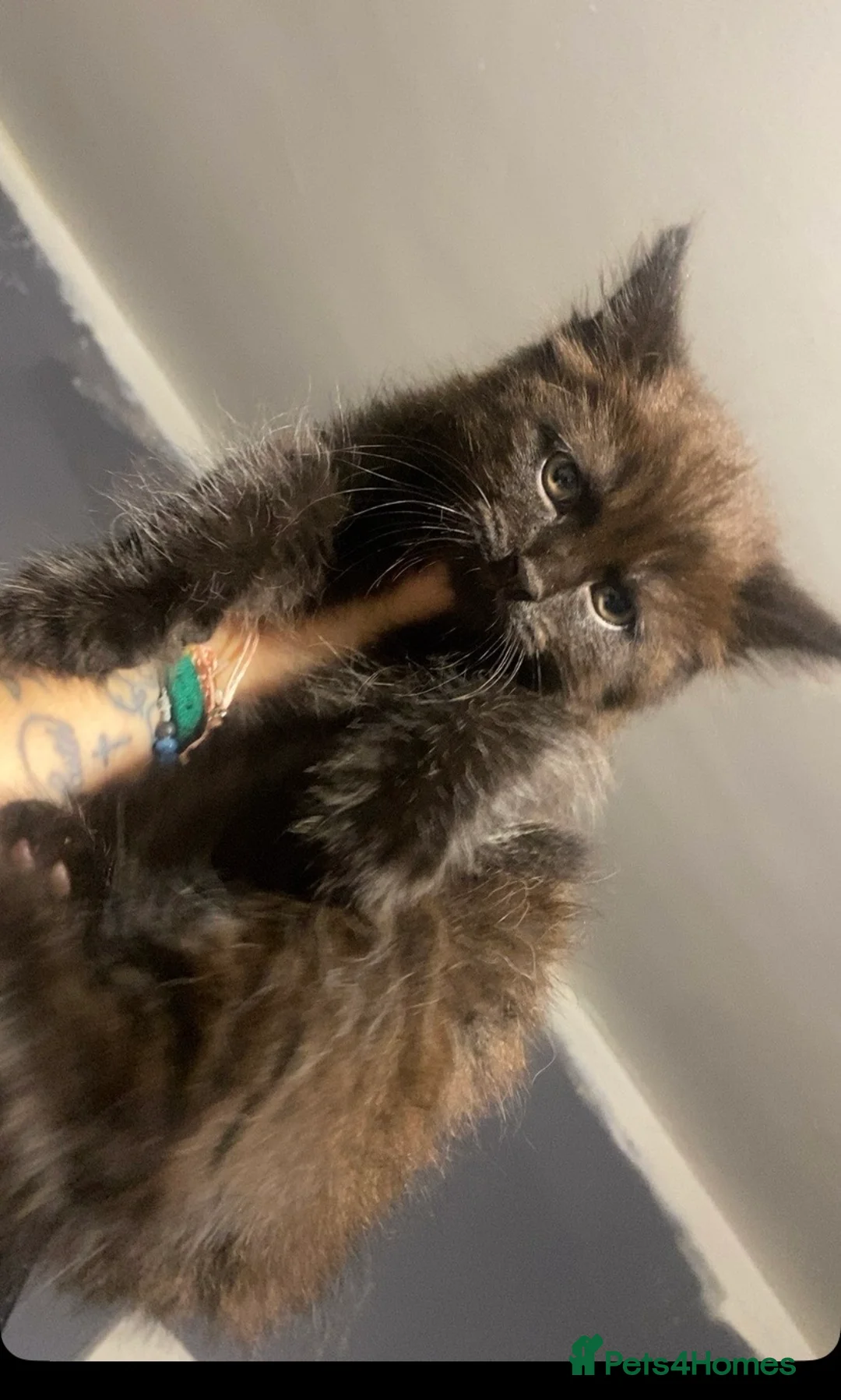 Mixed Breed cats for sale: Maincoon and ragdol mixed kittens all  - Advert 14