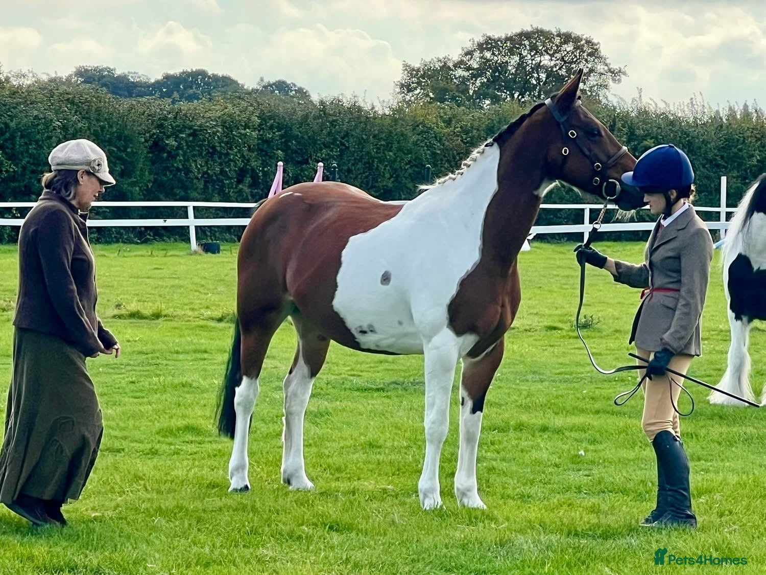 Irish Sports horses Beautiful 15.1hh coloured mare  - Advert 5