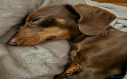 Mixed Breed dogs for sale: Rehome 2 year old male Dachshund  - Advert 6
