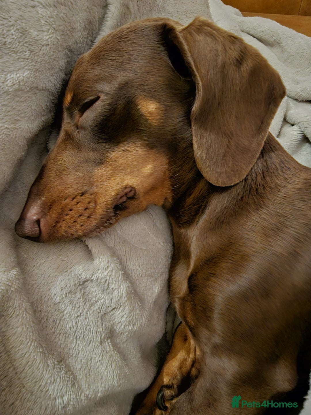 Mixed Breed dogs for sale: Rehome 2 year old male Dachshund  - Advert 6