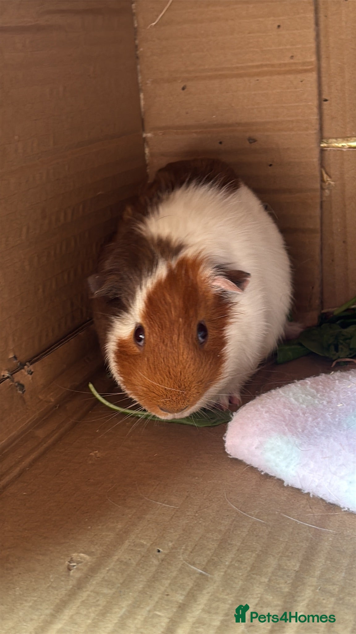 Guinea Pig rodents Male guinea pig - Advert 2